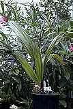 Rhapidophyllum hystix / Nadelpalme